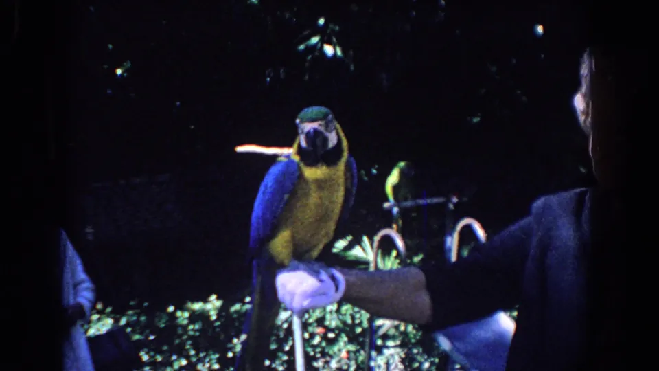 The macaw stands upright on the handler's glove in a dark 1958 Florida zoo-performance scene with foliage and bird equipment behind.