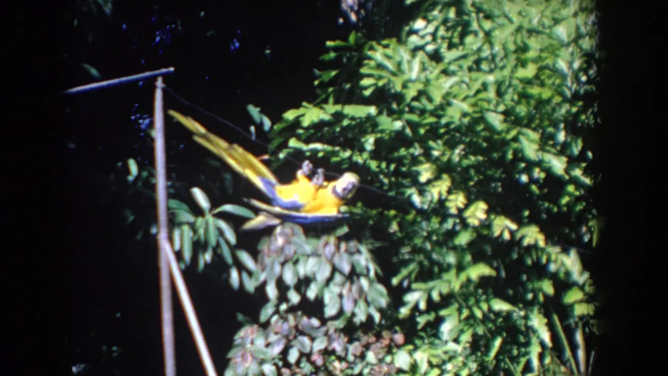 A blue-and-yellow macaw stretches its wings on a small elevated perch, framed by spotlit greenery in the Florida night footage.