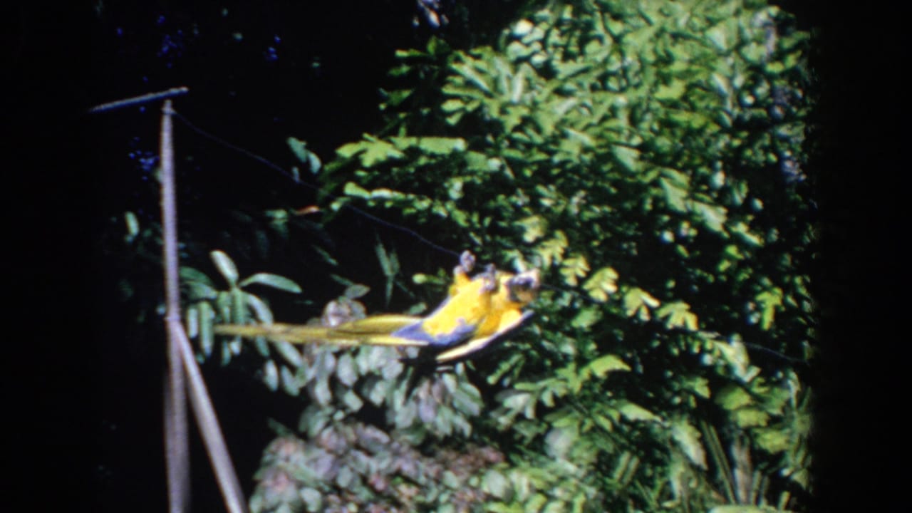 Yellow-and-blue parrot suspended on a line in front of dense green foliage.