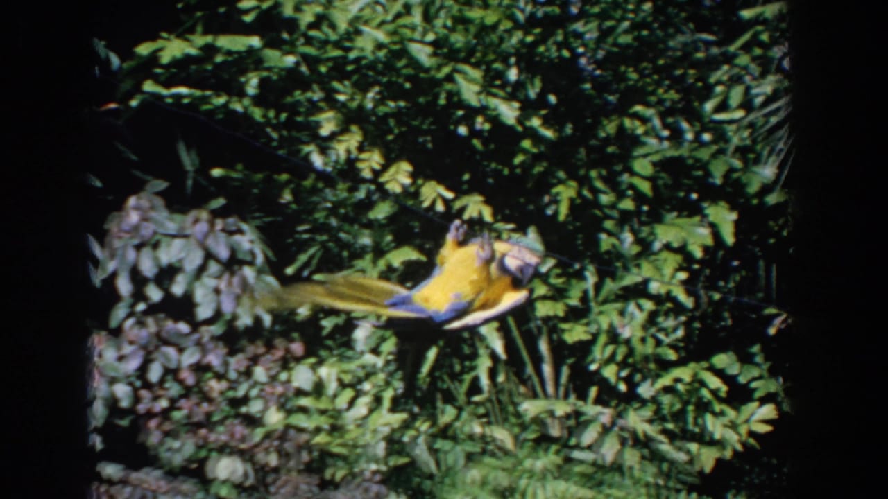 Parrot hanging on a line beside a dark tree trunk and dense leaves.