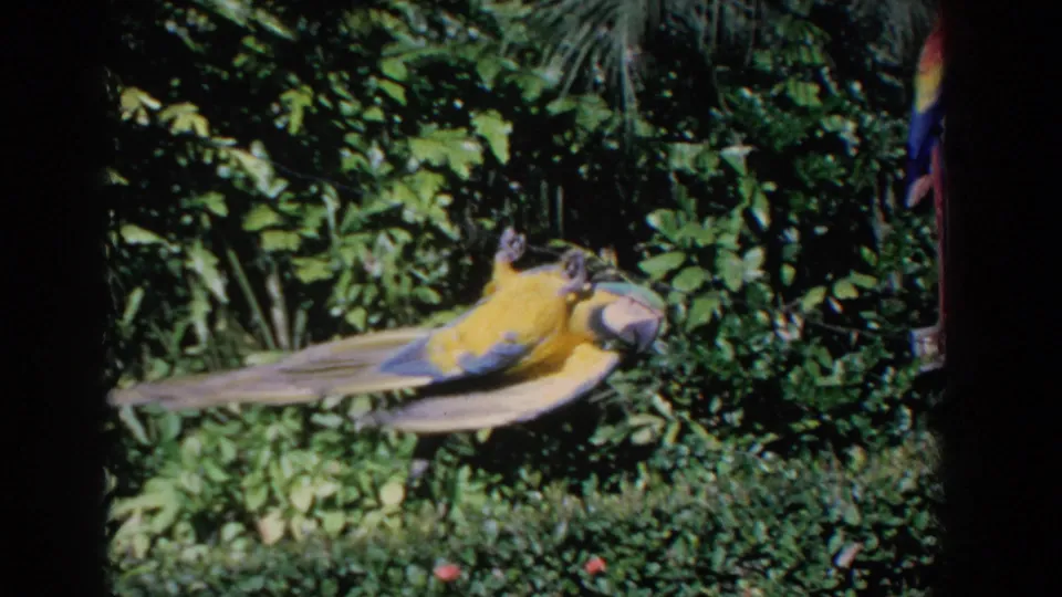 A closer 1958 Florida frame shows the parrot hanging low on the line, with its long tail stretching across the garden background.