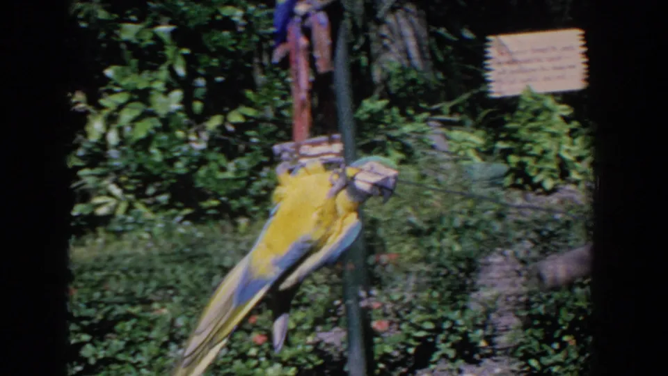 The parrot hangs lower near a vertical support, with grass, foliage, and a small wooden sign visible in the Florida garden setting.