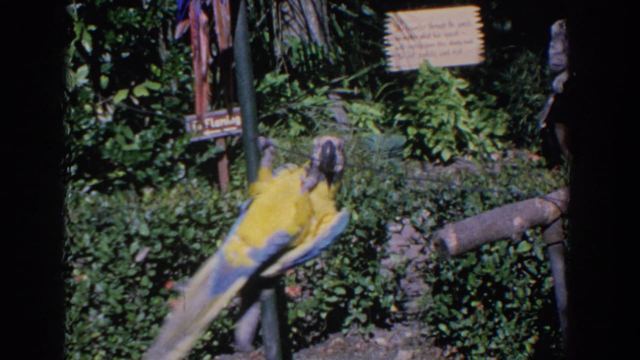 Blue-and-yellow macaw hanging upside down from a clothesline in a green garden.