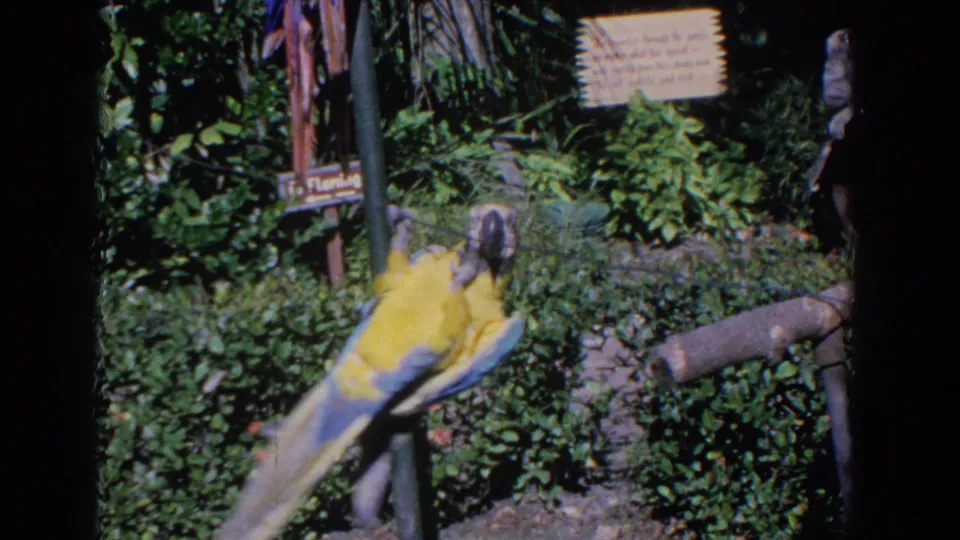 1958 Florida 8mm frame showing a blue-and-yellow macaw suspended upside down near tropical plants and wooden signs.