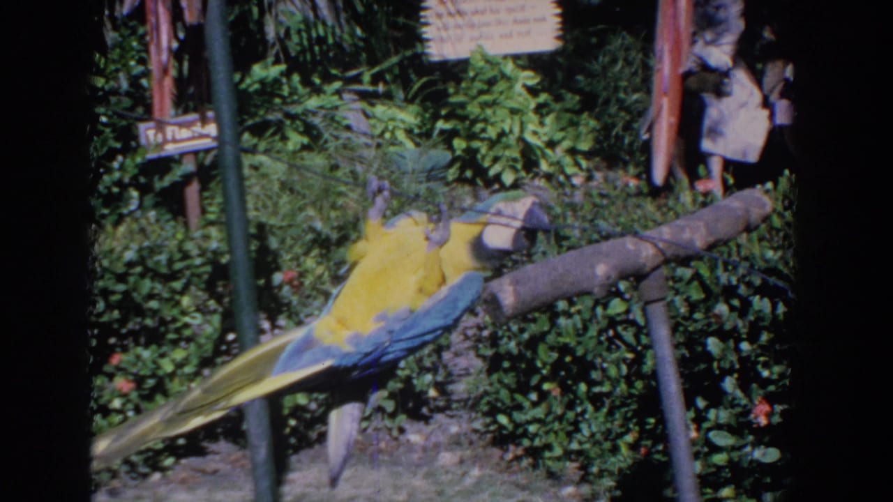 The macaw continues crawling along the line in the Florida garden, with foliage, signposts, and a distant person visible behind it.