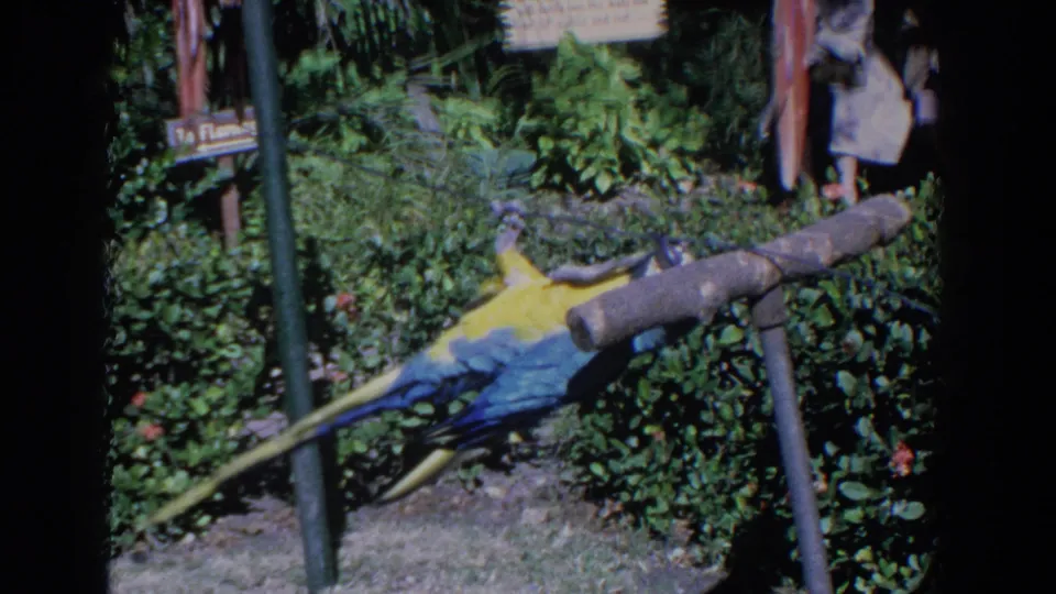 The blue-and-yellow macaw stretches low along the clothesline in a saturated 1958 Florida home-movie frame.