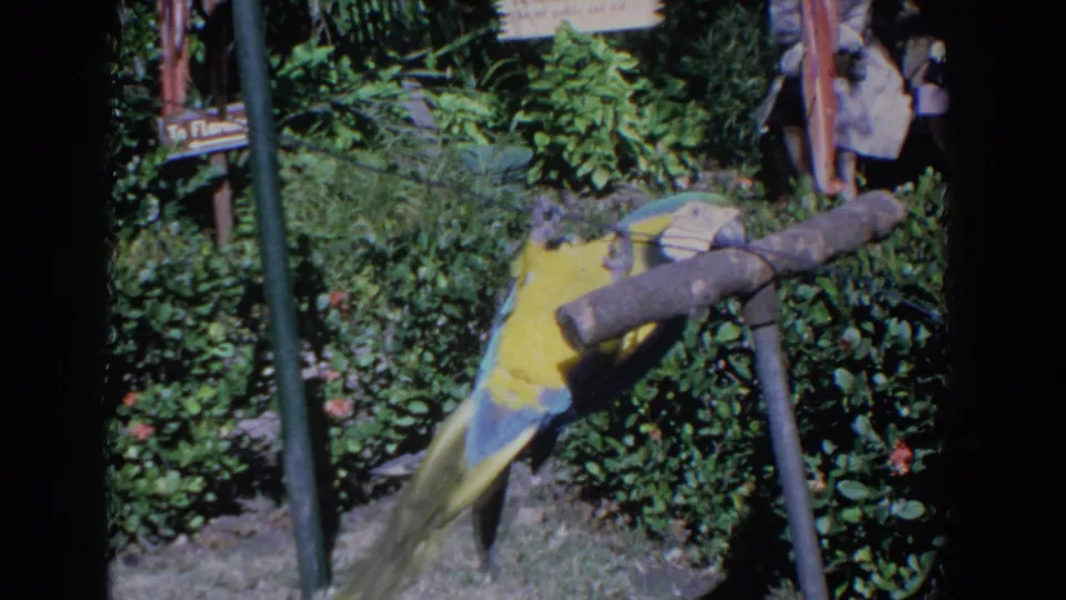 The macaw hangs almost vertically from the line, framed by tropical plants and mid-century 8mm film borders.