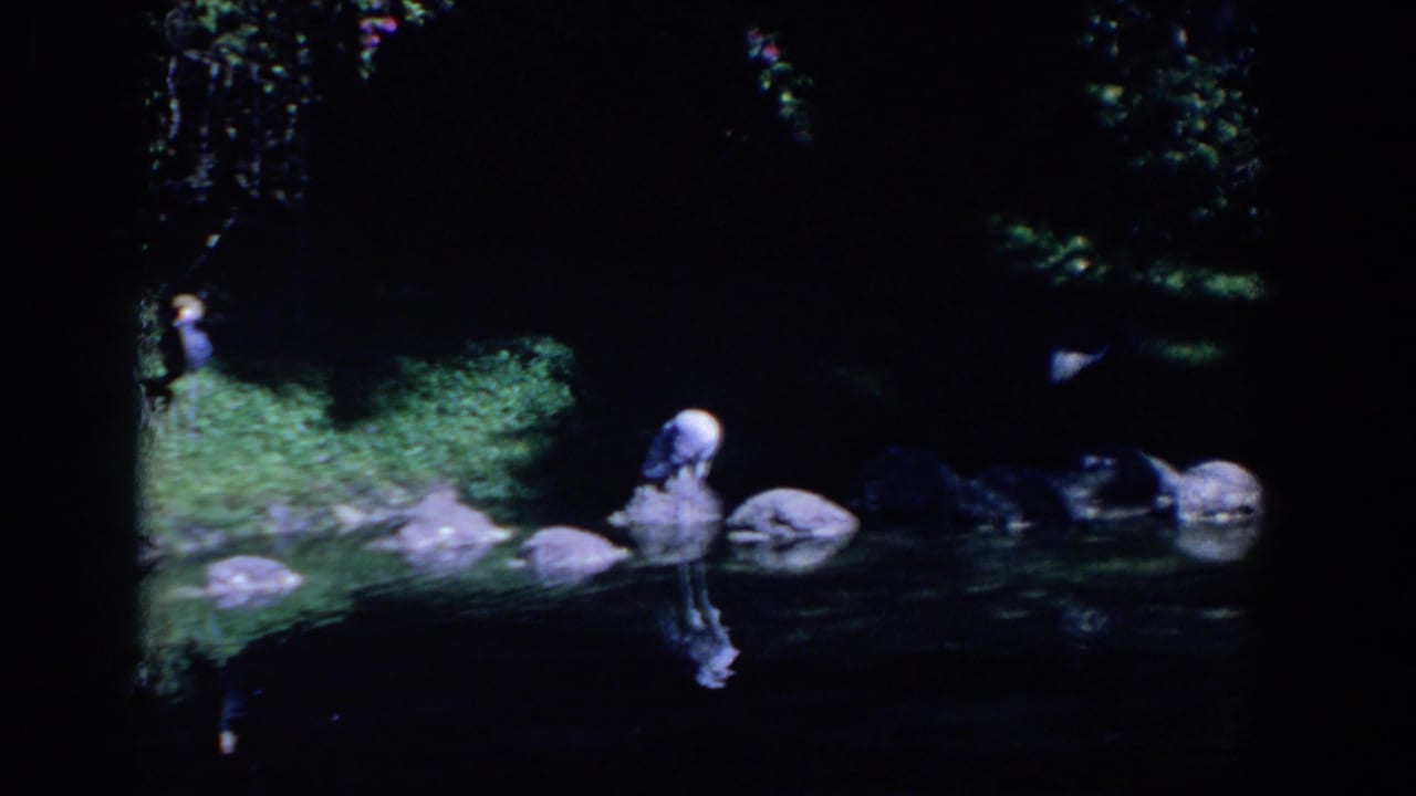 White wading bird standing on lakeside rocks near shaded water and grass.