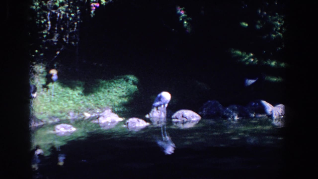 White bird preening on shoreline rocks with other birds nearby in shadow.