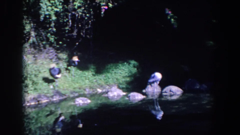 Shaded 1958 Florida lakeside frame with a dark shore bird on grass and a white wading bird partly visible near the rocks.