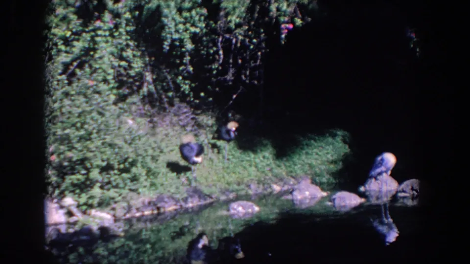 Florida home-movie frame showing birds scattered along a shaded grassy shore, with rocks, still water, and thick trees behind them.