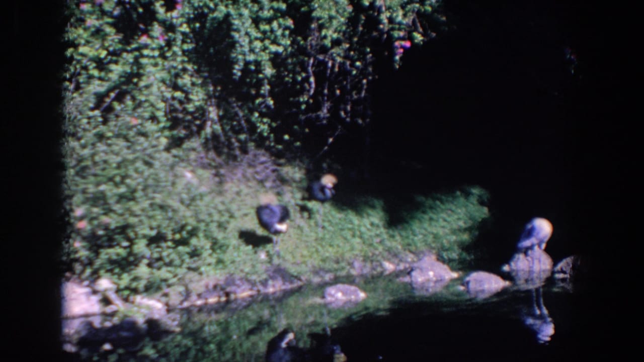 Wading birds stand near rocks along a shaded grassy pond bank.