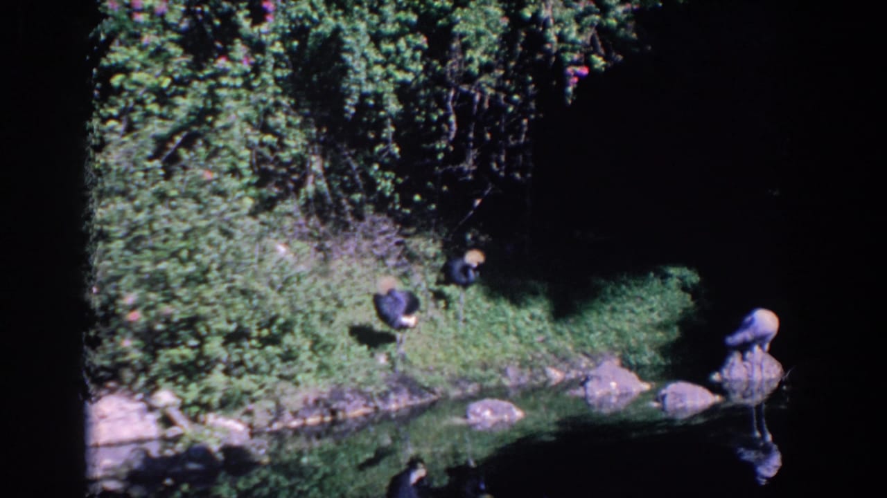 1958 Florida 8mm frame with several wading birds positioned around rocks on a grassy bank beside calm pond water.