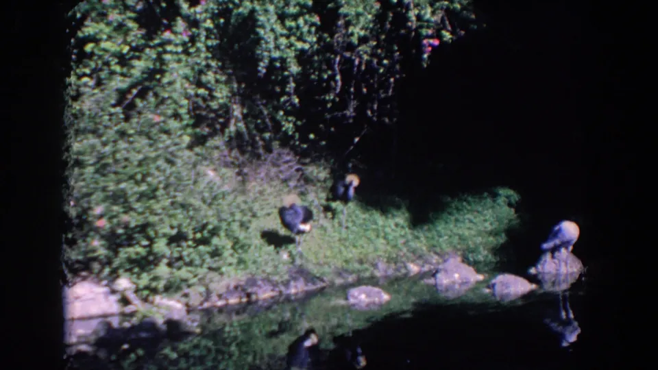 1958 Florida 8mm frame showing birds on and near rocks beside a grassy pond edge, with shrubs and dark tree shade behind them.