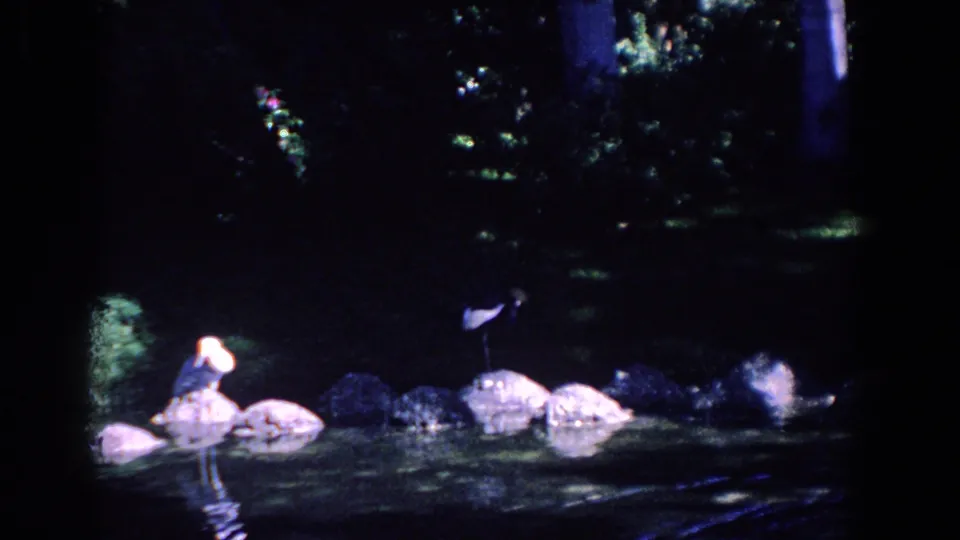 1958 Florida 8mm frame with birds on rocks across the pond, surrounded by deep shade, water reflections, and scattered foliage.
