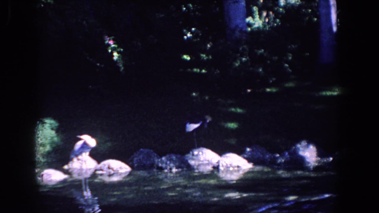1958 Florida 8mm frame of pale waterfowl on rocks beside shaded pond water and dense garden foliage.