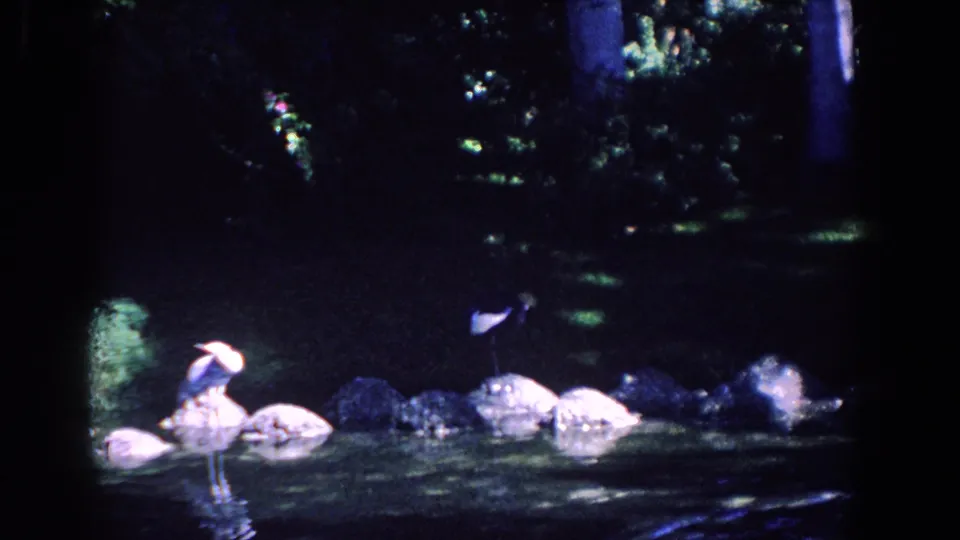 1958 Florida 8mm frame of pale waterfowl on rocks beside shaded pond water and dense garden foliage.