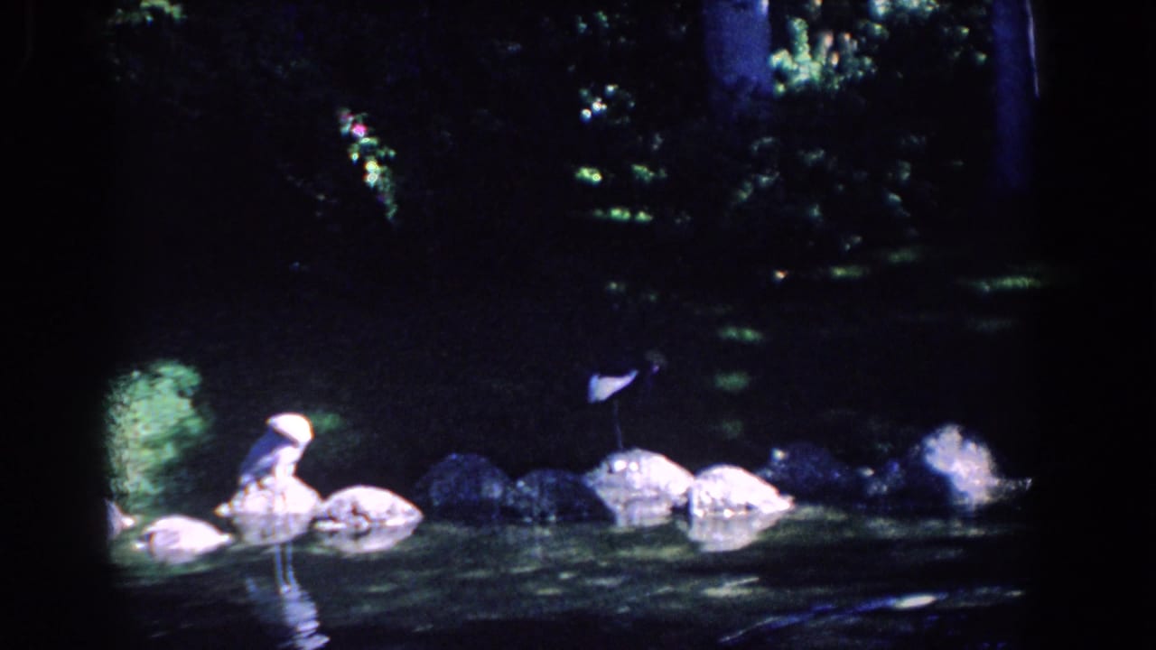 Pale waterfowl appear on rocks along a shaded Florida pond, with foliage and dark water behind them.