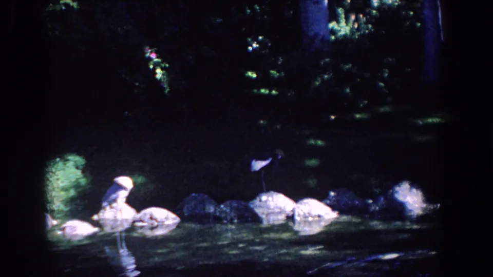 Pale waterfowl appear on rocks along a shaded Florida pond, with foliage and dark water behind them.