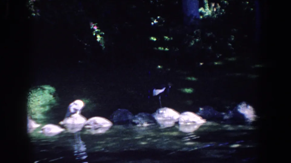 A shadowy 8mm view shows waterfowl gathered on rocks beside pond water in a lush Florida garden setting.