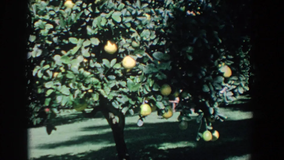1958 Florida 8mm frame of an orange tree heavy with yellow-orange fruit in sun and shade.