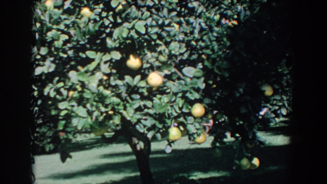 1958 Florida 8mm frame showing dense green citrus foliage and oranges in a sunlit garden.