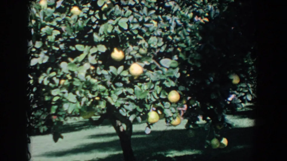 1958 Florida 8mm frame showing dense green citrus foliage and oranges in a sunlit garden.
