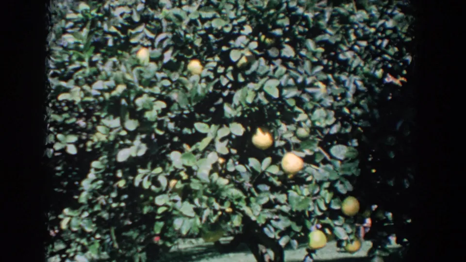 1958 Florida home-movie frame of orange-laden citrus branches, with saturated color and 8mm edge marks.