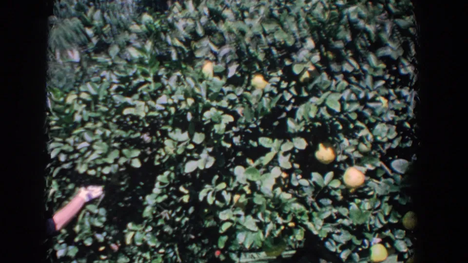 1958 Florida 8mm frame showing a citrus tree as a woman's hand reaches toward the oranges from the edge.