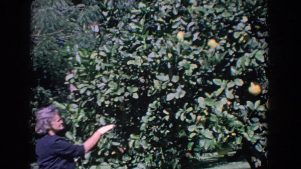 1958 Florida home-movie frame of a woman in a blue dress standing beside an orange tree and reaching toward the branches.