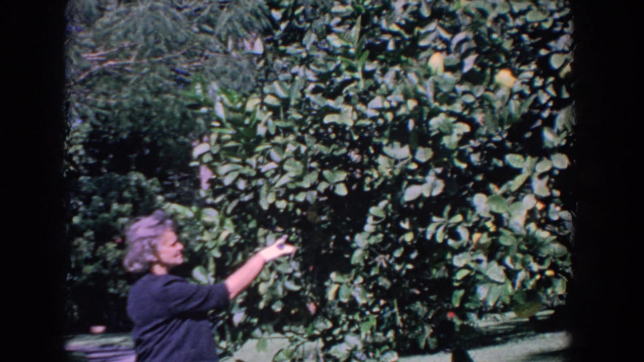 Elderly woman in a dark top reaches toward a leafy citrus tree in a sunny garden.