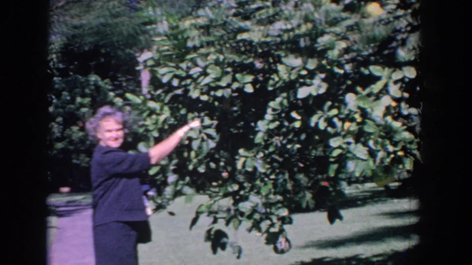 The woman briefly looks toward the camera while her raised arm remains near the citrus tree branches.