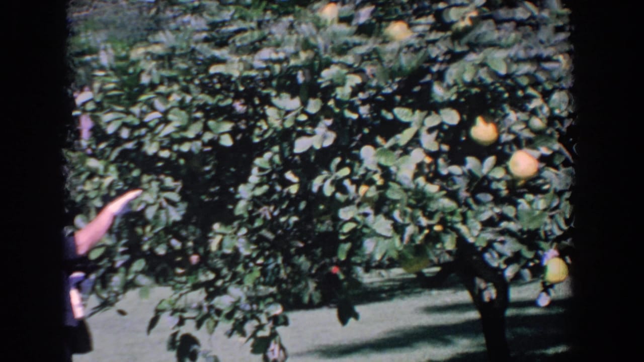 Citrus tree with yellow fruit and a partial person reaching in from the left edge.