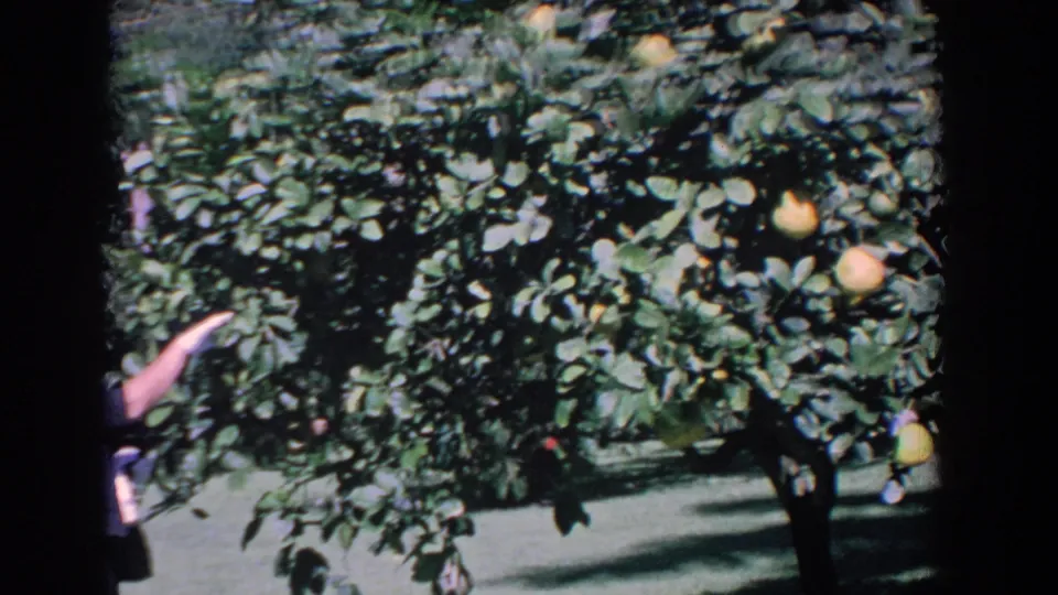 1958 Florida home-movie frame showing a citrus tree heavy with yellow fruit as a partially visible person reaches toward the branches.