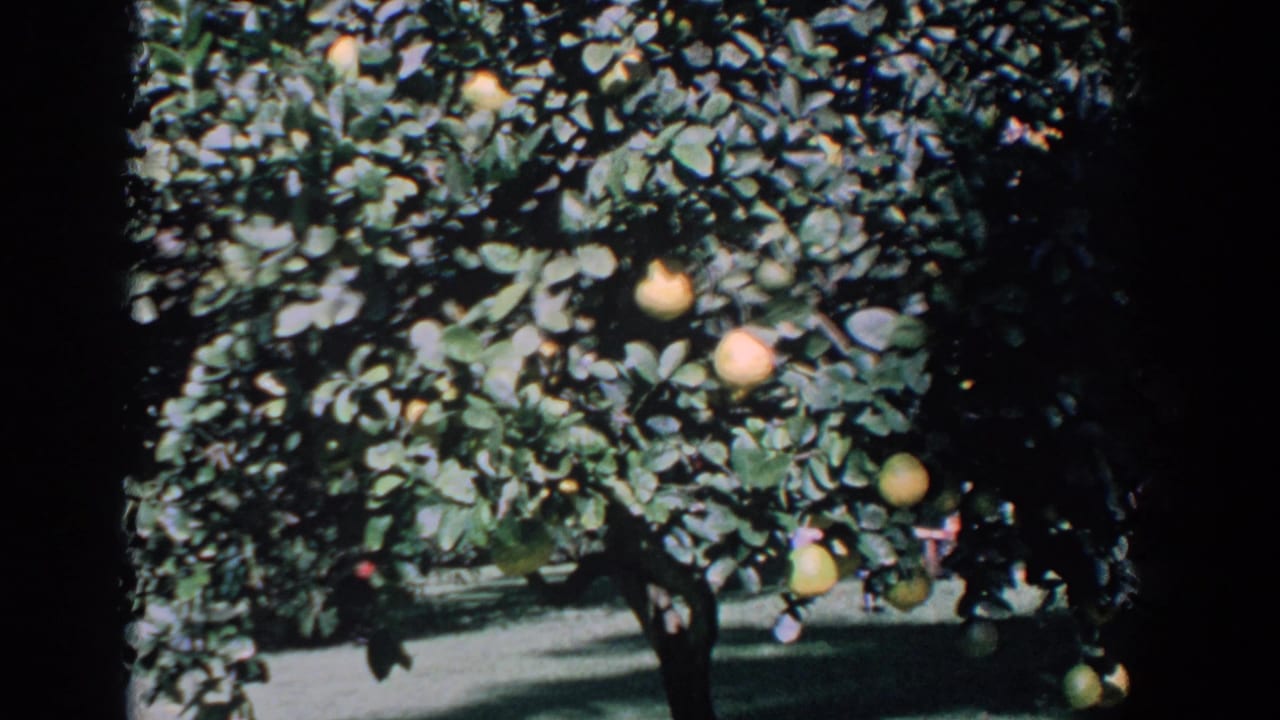 Dense citrus branches with several yellow fruits hanging above shaded grass.