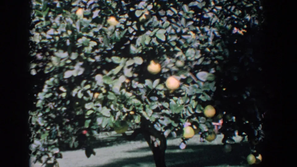 1958 Florida grove view with dense green citrus foliage, multiple yellow fruits, and shaded grass beneath the tree.