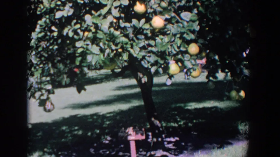 1958 Florida citrus grove frame showing fruit-laden branches, grass, a tree trunk, and a small ground sign below the canopy.