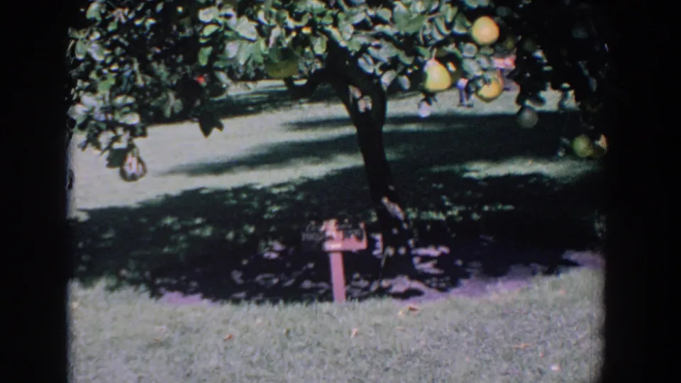 1958 Florida home-movie frame of a citrus tree with yellow fruit, deep shade under the canopy, grass, and a small sign near the trunk.