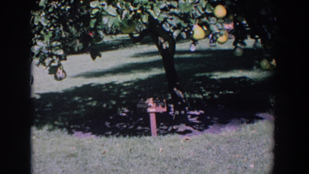 1958 Florida home-movie frame showing a sunlit lawn, fruiting tree branches, dappled shade, and a red mailbox near the grass.