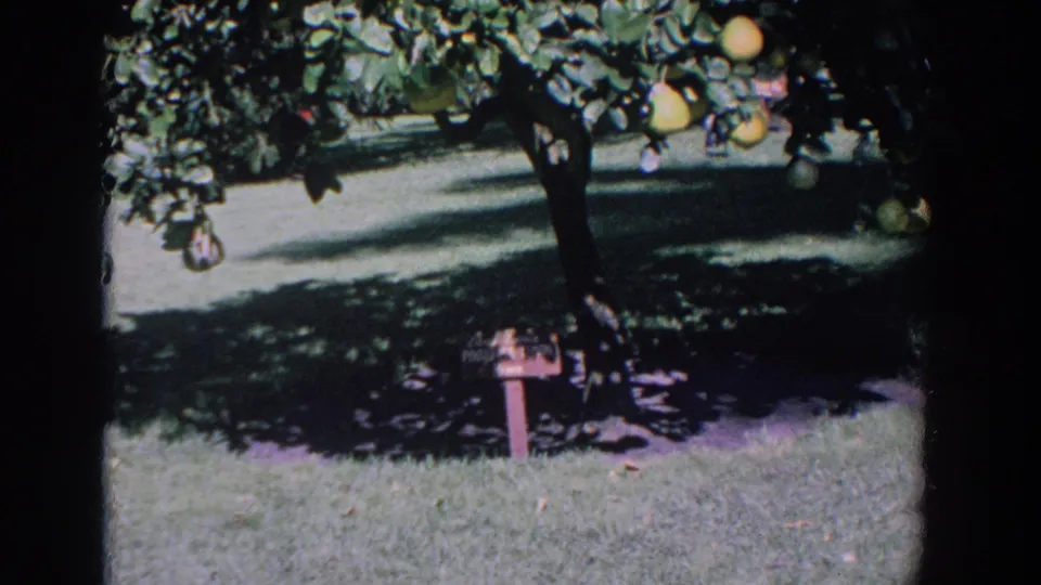 1958 Florida home-movie frame showing a sunlit lawn, fruiting tree branches, dappled shade, and a red mailbox near the grass.