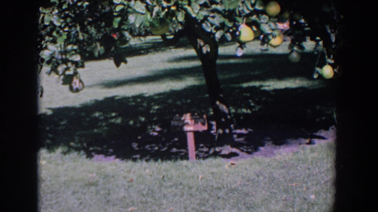 Leafy fruit tree over a lawn with yellow fruit and a small red mailbox in shade.