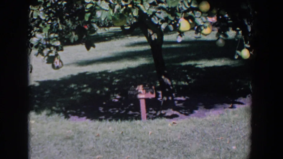 1958 Florida outdoor frame with yellow fruit in a tree canopy, shaded grass, and a red mailbox near the center of the yard.