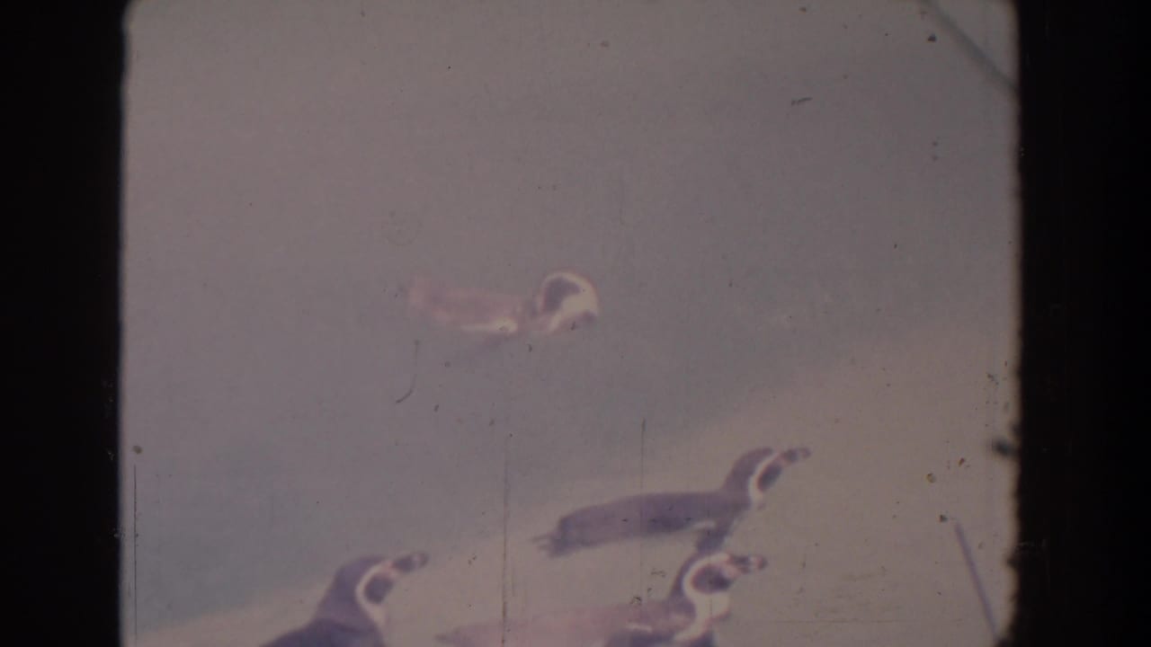 Penguins swimming in a pale pool, partly faded by exposure.