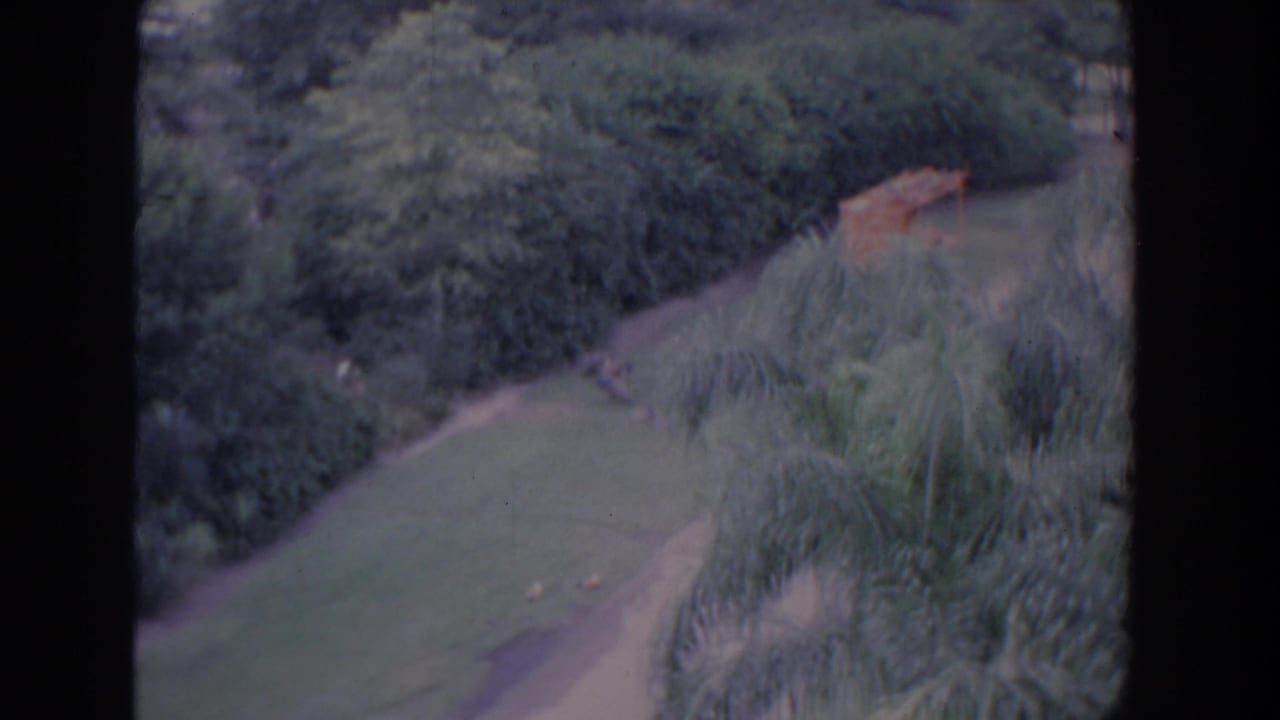 Grassy slope bordered by dense trees and tall vegetation, with a small wooden structure in the distance.