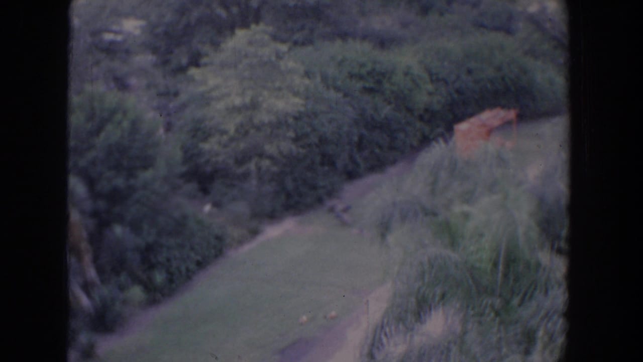 1958 Florida home-movie frame with a sloping lawn, thick trees, tall ornamental grasses, and a small wooden structure at the edge of the scene.