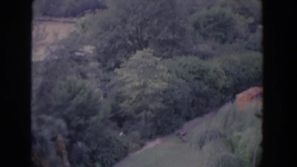 1958 Florida 8mm frame showing a darker, closer-feeling view of trees, slope, tall plants, and a partial small wooden structure at the lower right.