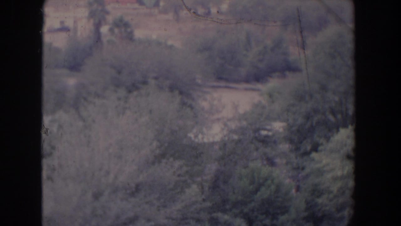 Soft elevated view across shrubs, trees, palms, and pale open ground.