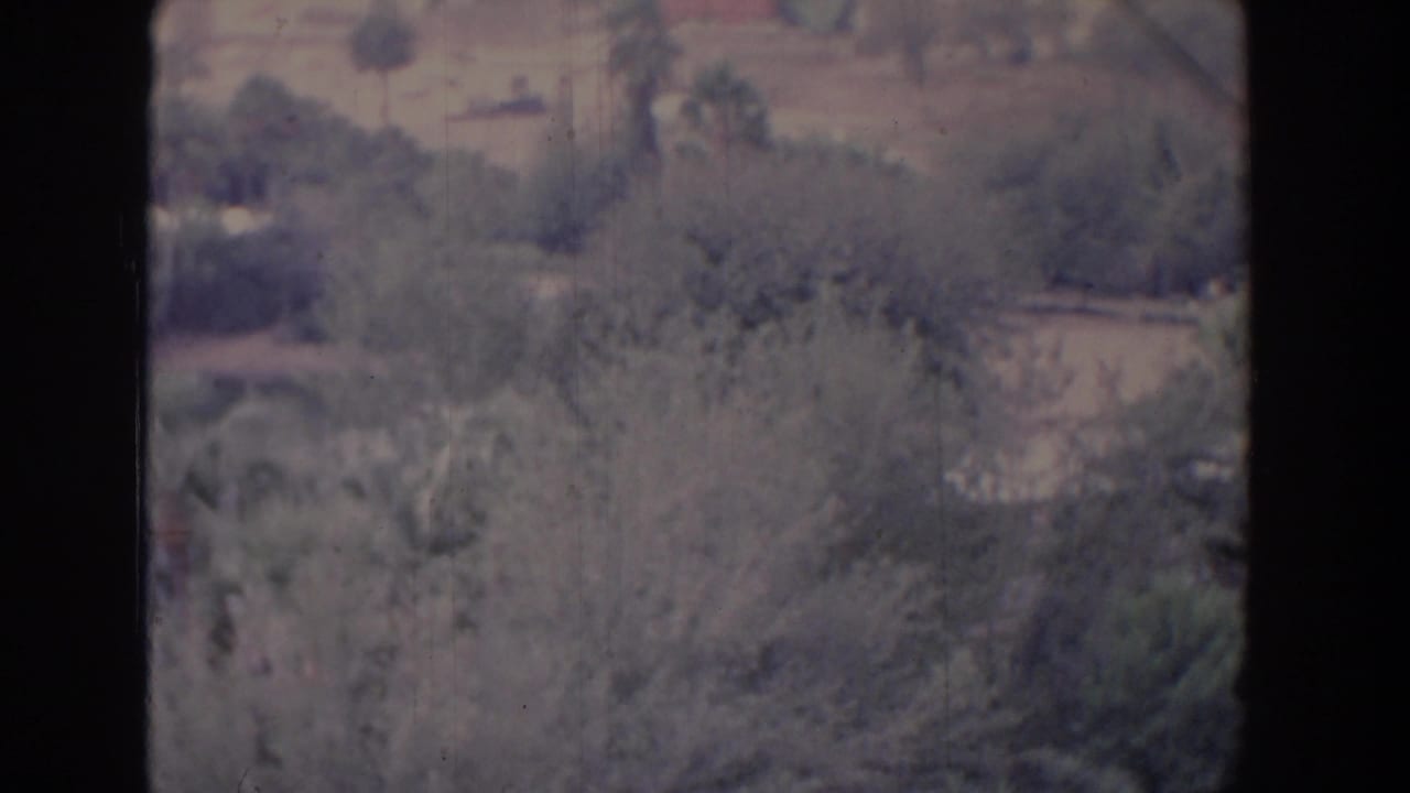 Blurred rural hillside with palms, brush, and distant light structures.