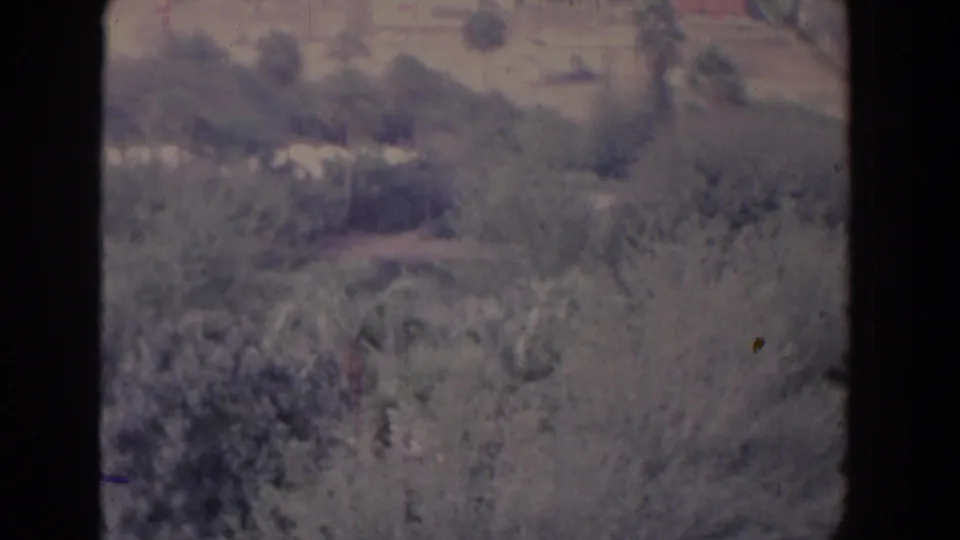 1958 Florida home-movie frame of a rural slope with layered shrubs, palms, and a faint open strip in the distance.