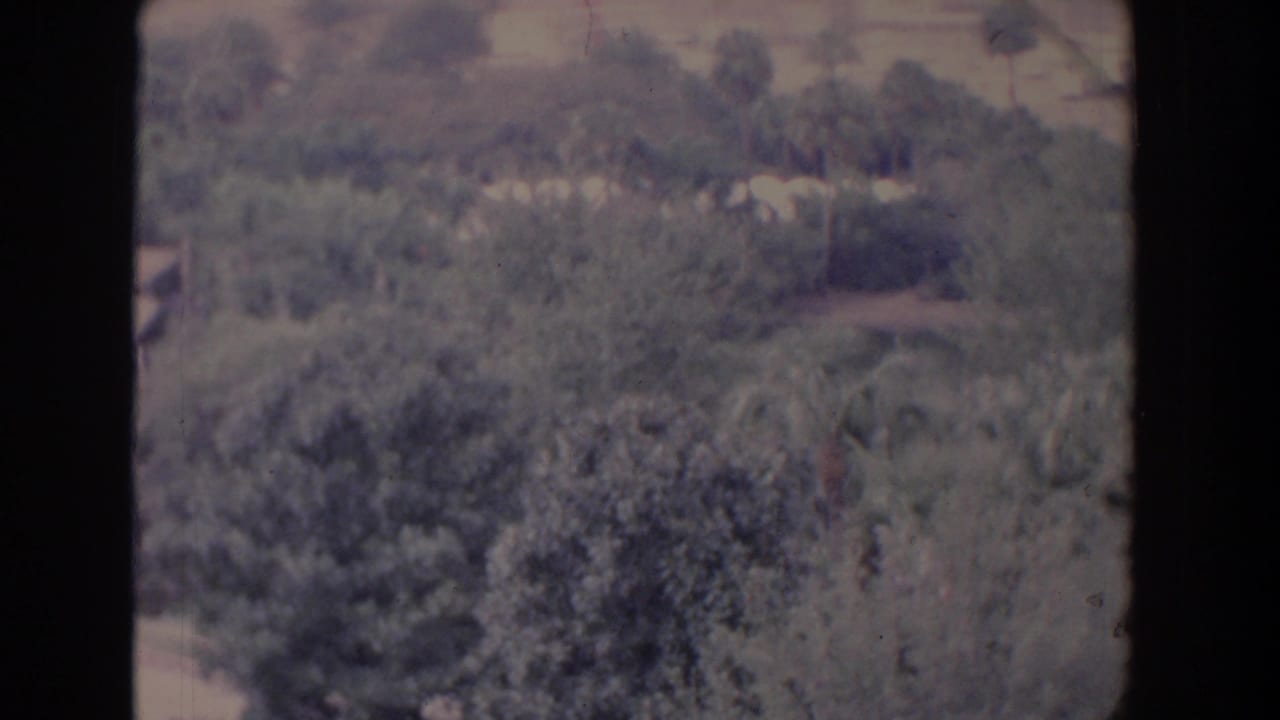 Elevated view over dense trees with pale paths and dark film borders.